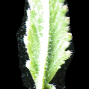 Photographie n°2177408 du taxon Hirschfeldia incana (L.) Lagr.-Foss. [1847]