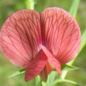 Photographie n°2177425 du taxon Lathyrus cicera L. [1753]