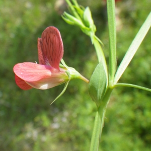 Photographie n°2177427 du taxon Lathyrus cicera L. [1753]