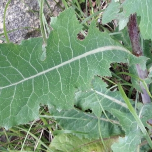 Photographie n°2177449 du taxon Lactuca serriola L. [1756]