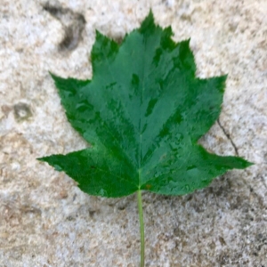 Photographie n°2177474 du taxon Sorbus torminalis (L.) Crantz [1763]