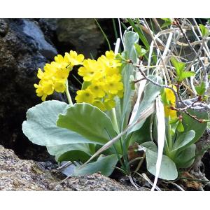 Primula lutea Vill. subsp. lutea (Primevère à oreillettes)