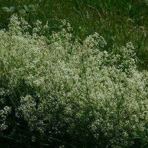 Photographie n°2177517 du taxon Galium album Mill. [1768]