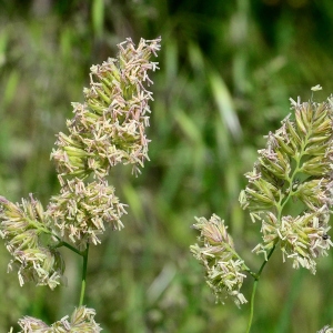 Photographie n°2177520 du taxon Dactylis glomerata L. [1753]