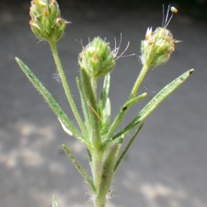 Photographie n°2177583 du taxon Plantago afra L. [1762]