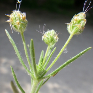 Photographie n°2177585 du taxon Plantago afra L. [1762]