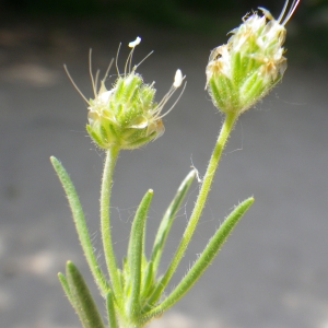 Photographie n°2177588 du taxon Plantago afra L. [1762]