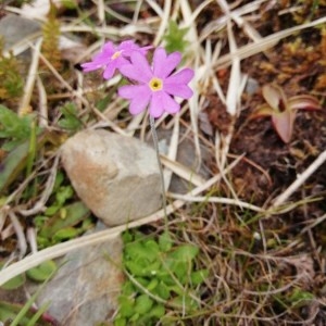 Photographie n°2177599 du taxon Primula farinosa L. [1753]