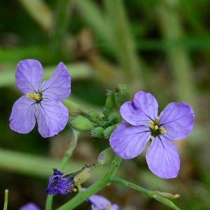 Photographie n°2177612 du taxon Raphanus L. [1753]