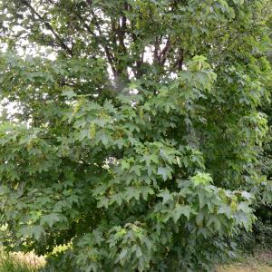 Photographie n°2177619 du taxon Acer pseudoplatanus L. [1753]