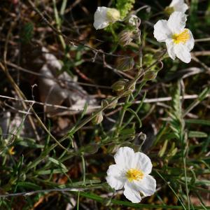 Photographie n°2177624 du taxon Helianthemum apenninum (L.) Mill. [1768]