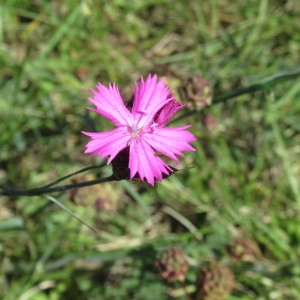 Photographie n°2177642 du taxon Dianthus carthusianorum L. [1753]