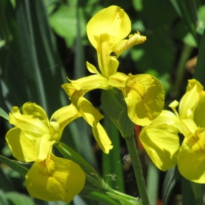 Photographie n°2177668 du taxon Iris pseudacorus L. [1753]