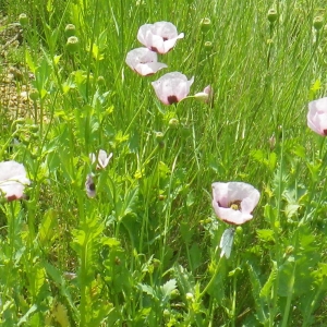 Photographie n°2177679 du taxon Papaver somniferum L. [1753]