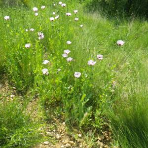 Photographie n°2177680 du taxon Papaver somniferum L. [1753]