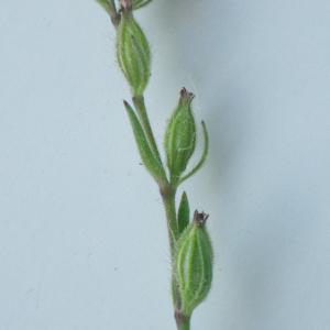 Photographie n°2177697 du taxon Silene gallica subsp. quinquevulnera (L.) Á.Löve & D.Löve [1961]
