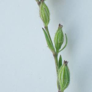 Photographie n°2177698 du taxon Silene gallica subsp. quinquevulnera (L.) Á.Löve & D.Löve [1961]