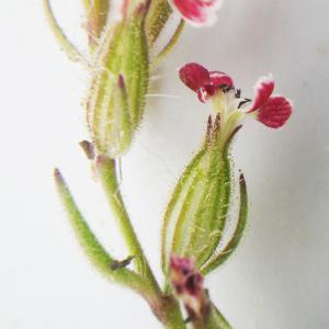 Photographie n°2177700 du taxon Silene gallica subsp. quinquevulnera (L.) Á.Löve & D.Löve [1961]