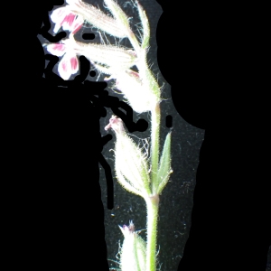 Photographie n°2177701 du taxon Silene gallica subsp. quinquevulnera (L.) Á.Löve & D.Löve [1961]
