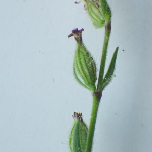 Photographie n°2177702 du taxon Silene gallica subsp. quinquevulnera (L.) Á.Löve & D.Löve [1961]