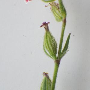 Photographie n°2177703 du taxon Silene gallica subsp. quinquevulnera (L.) Á.Löve & D.Löve [1961]