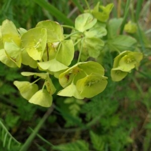 Photographie n°2177707 du taxon Euphorbia amygdaloides L. [1753]