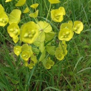 Photographie n°2177708 du taxon Euphorbia amygdaloides L. [1753]