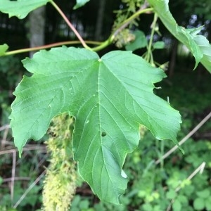 Photographie n°2177722 du taxon Acer pseudoplatanus L. [1753]