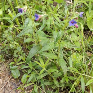 Photographie n°2177738 du taxon Buglossoides purpurocaerulea (L.) I.M.Johnst. [1954]