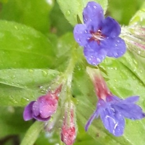 Photographie n°2177739 du taxon Buglossoides purpurocaerulea (L.) I.M.Johnst. [1954]