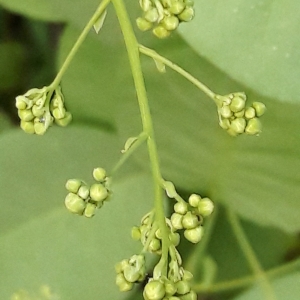 Photographie n°2177744 du taxon Cotinus coggygria Scop. [1771]