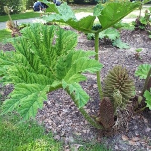 Photographie n°2177859 du taxon Gunnera tinctoria (Molina) Mirb. [1805]