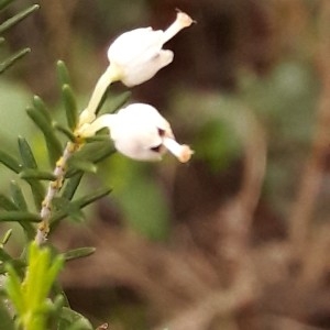 Photographie n°2177861 du taxon Erica lusitanica Rudolphi [1800]