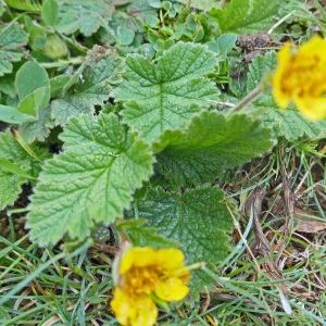 Photographie n°2177864 du taxon Geum sylvaticum Pourr. [1788]