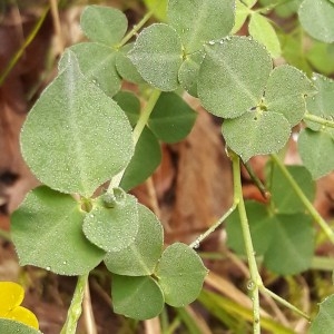 Photographie n°2177878 du taxon Cytisus sessilifolius L. [1753]