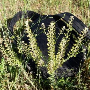 Photographie n°2177931 du taxon Lepidium campestre (L.) R.Br. [1812]