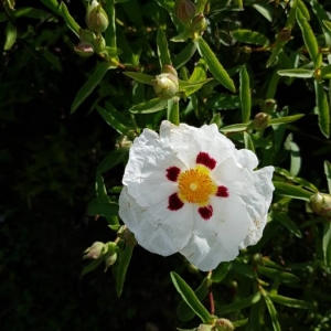 Photographie n°2177970 du taxon Cistus ladanifer L. [1753]