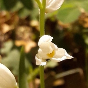 Photographie n°2177986 du taxon Cephalanthera longifolia (L.) Fritsch [1888]