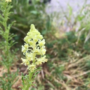 Photographie n°2178015 du taxon Reseda lutea L. [1753]