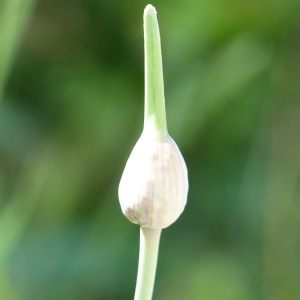 Photographie n°2178045 du taxon Allium vineale L. [1753]