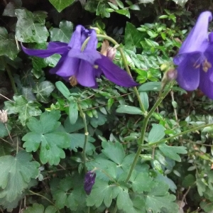 Photographie n°2178077 du taxon Aquilegia vulgaris L. [1753]