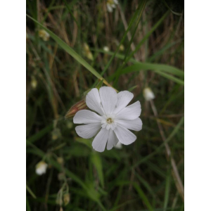 Silene macrocarpa (Boiss.) Gren. (Lychnis à grosses graines)