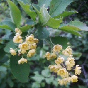 Photographie n°2178102 du taxon Berberis vulgaris L. [1753]