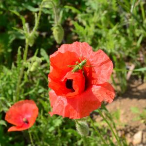 Photographie n°2178117 du taxon Papaver rhoeas L. [1753]