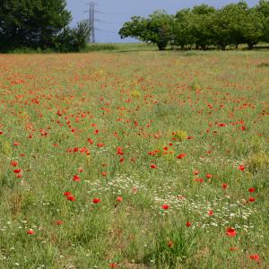 Photographie n°2178118 du taxon Papaver rhoeas L. [1753]