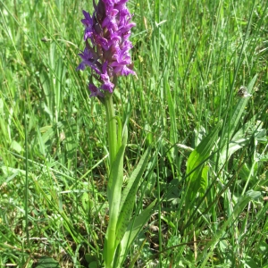 Photographie n°2178140 du taxon Dactylorhiza majalis (Rchb.) P.F.Hunt & Summerh. [1965]