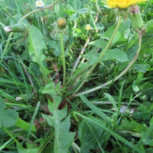 Photographie n°2178191 du taxon Taraxacum F.H.Wigg. [1780]