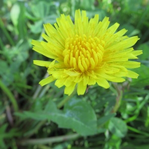 Photographie n°2178192 du taxon Taraxacum F.H.Wigg. [1780]