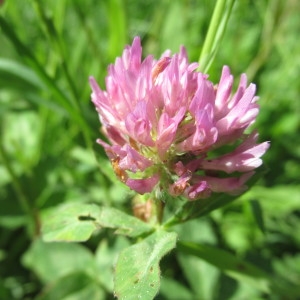 Photographie n°2178214 du taxon Trifolium pratense L. [1753]