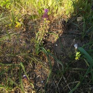 Photographie n°2178226 du taxon Muscari comosum (L.) Mill. [1768]